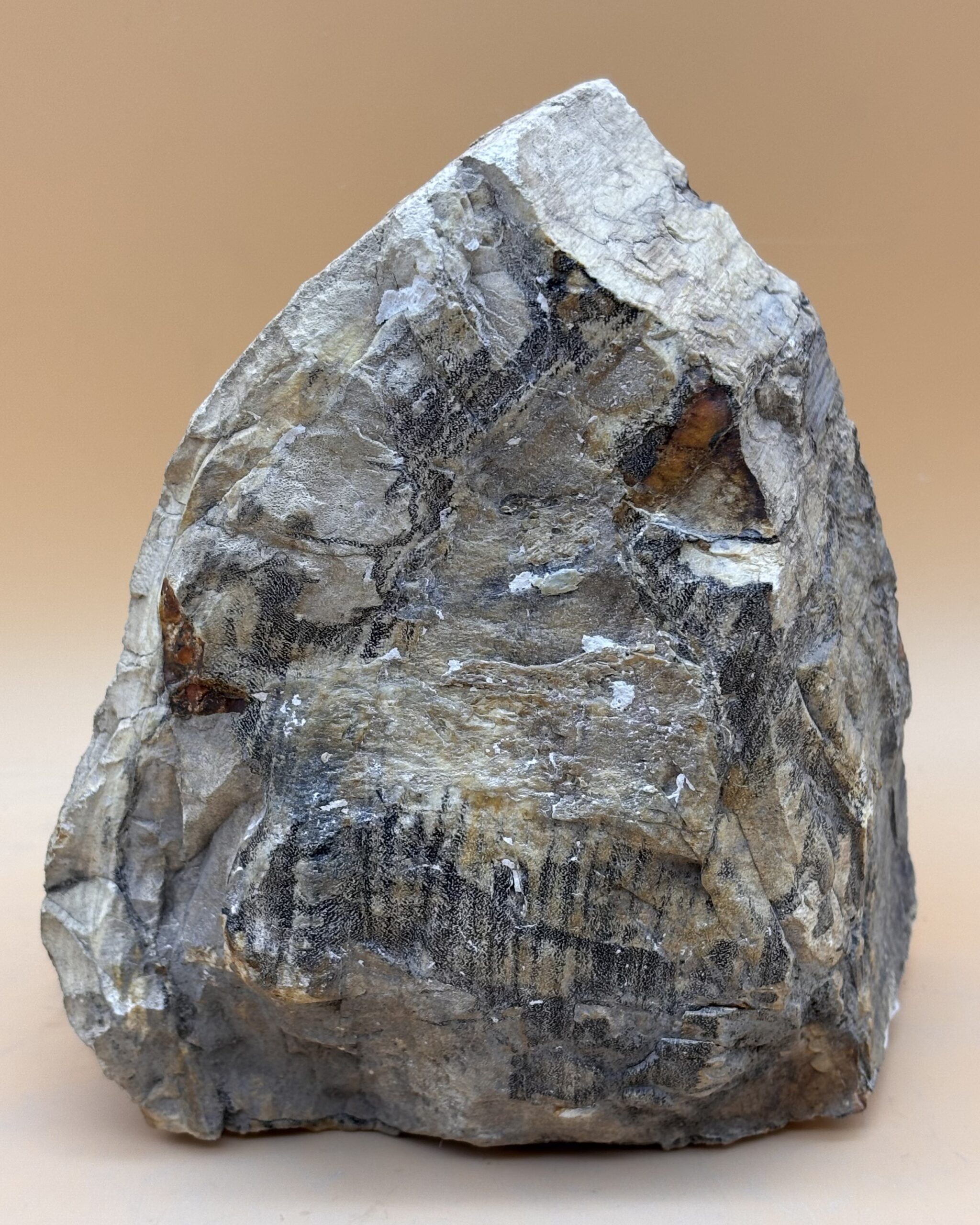 Opalholz – Bild 2
