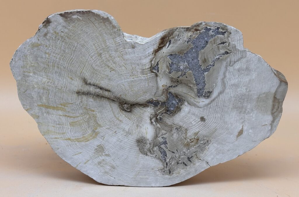 verkieseltes Holz
