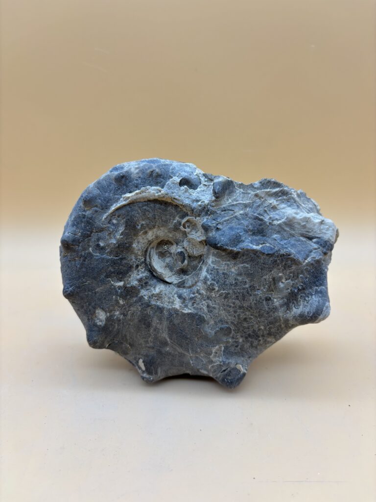 Ceratites Ammonit