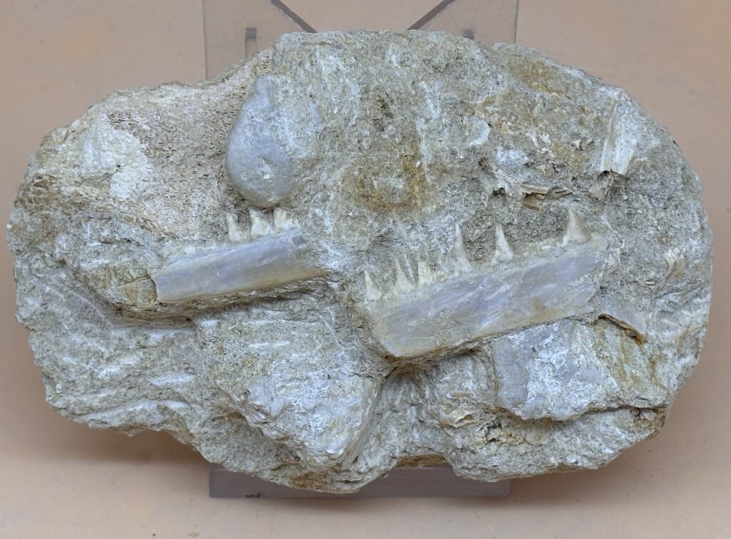 fossiler Unterkiefer
