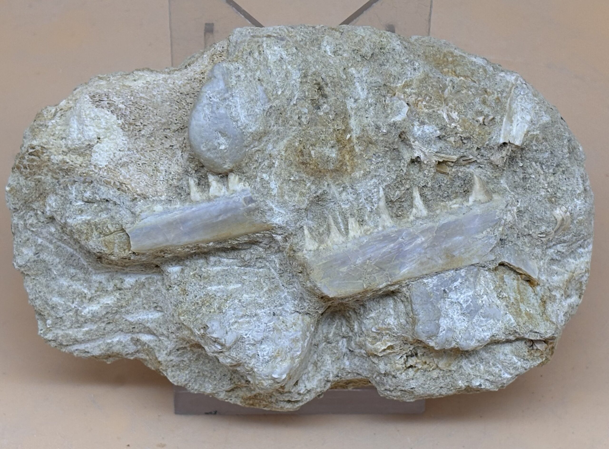fossiler Unterkiefer