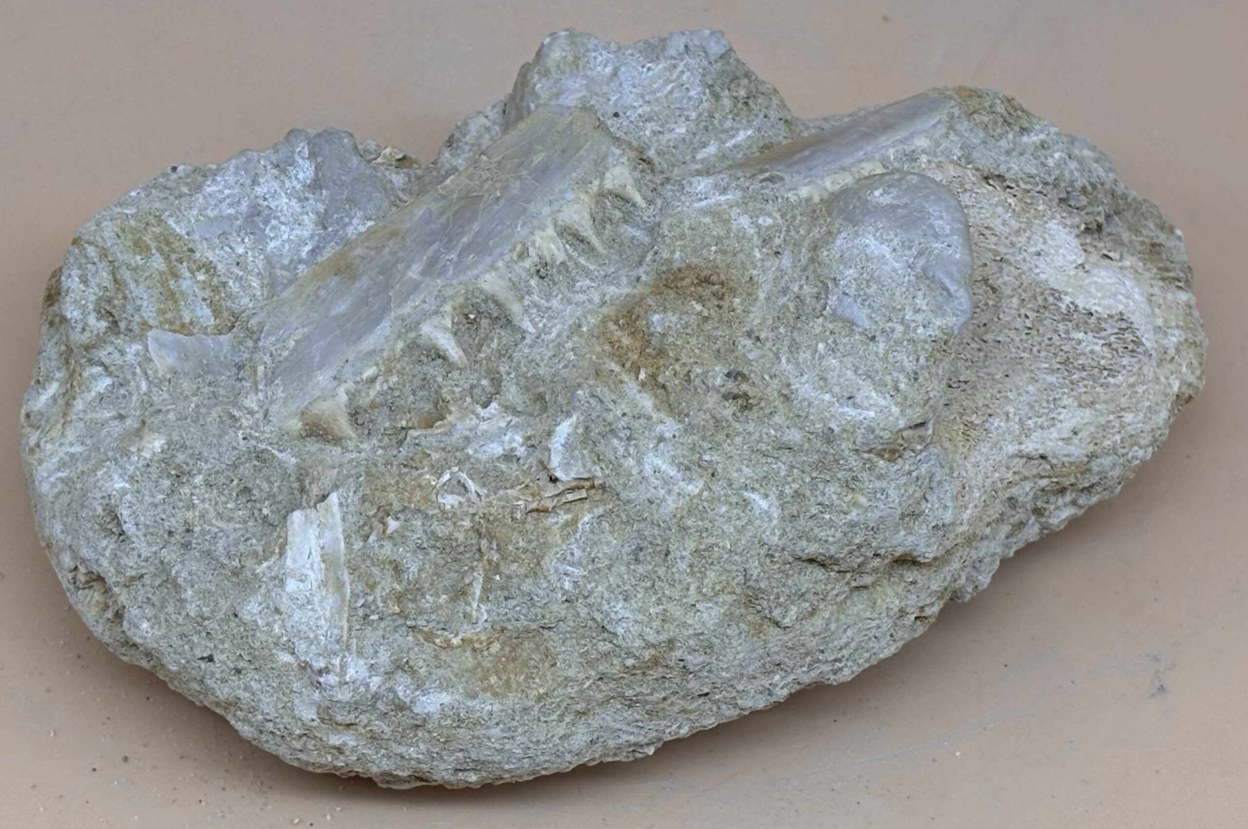 fossiler Unterkiefer – Bild 2