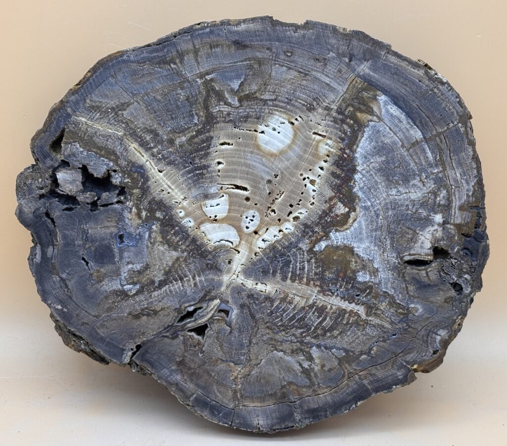 versteinerte Araucaria mirabilis