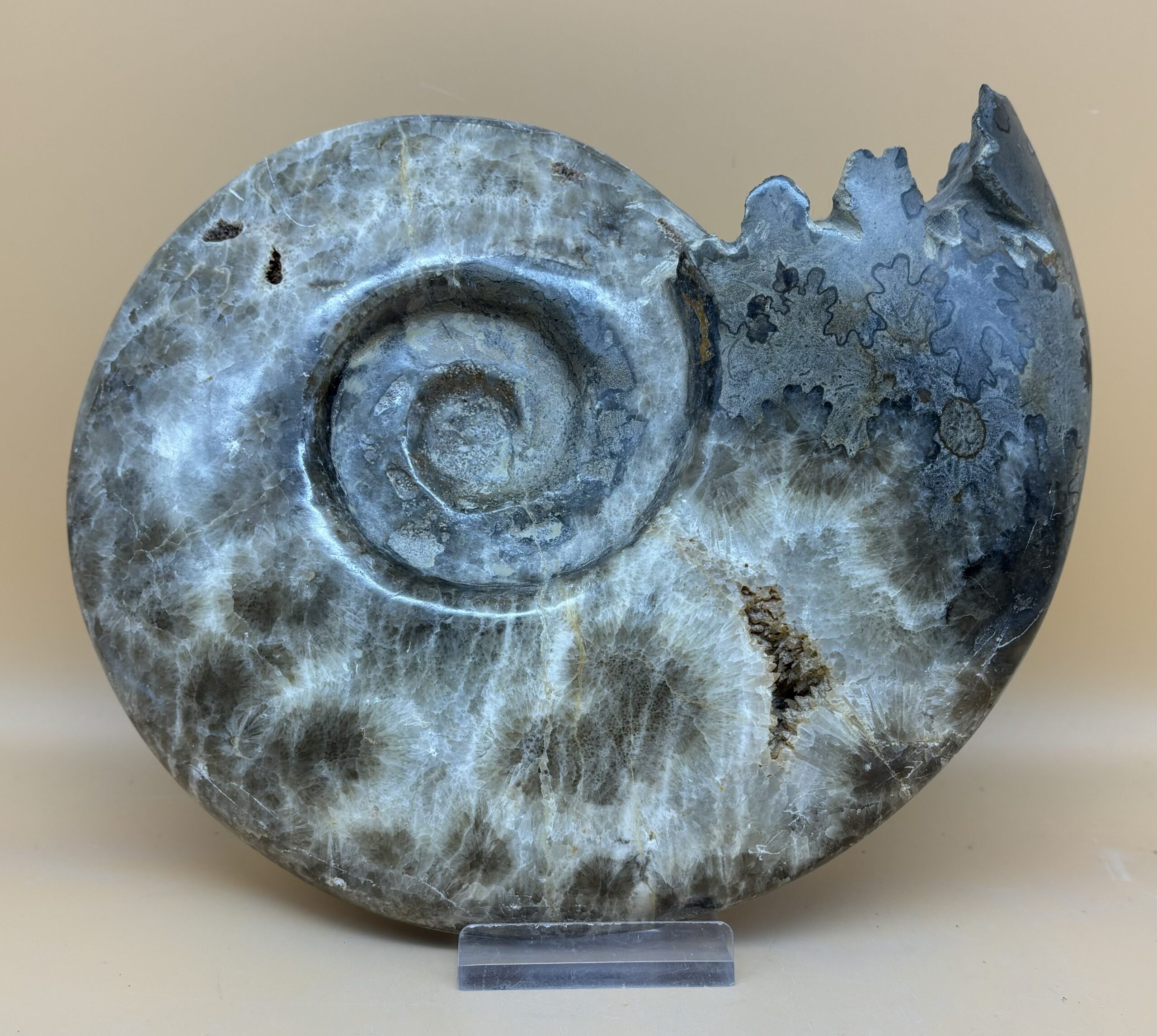 Phylloceras Ammonit