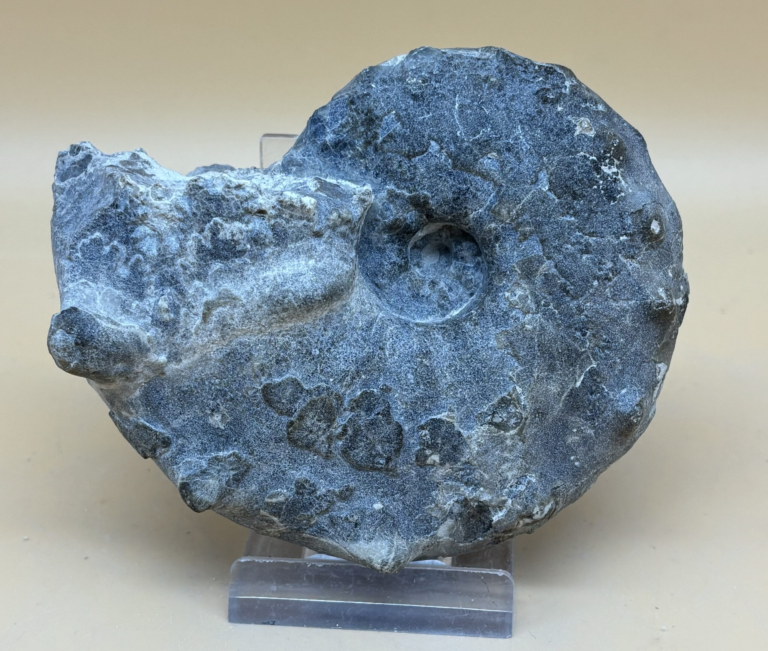 Ceratites Ammonit