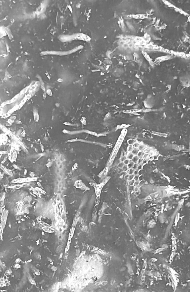 Fossile Kieselalgen