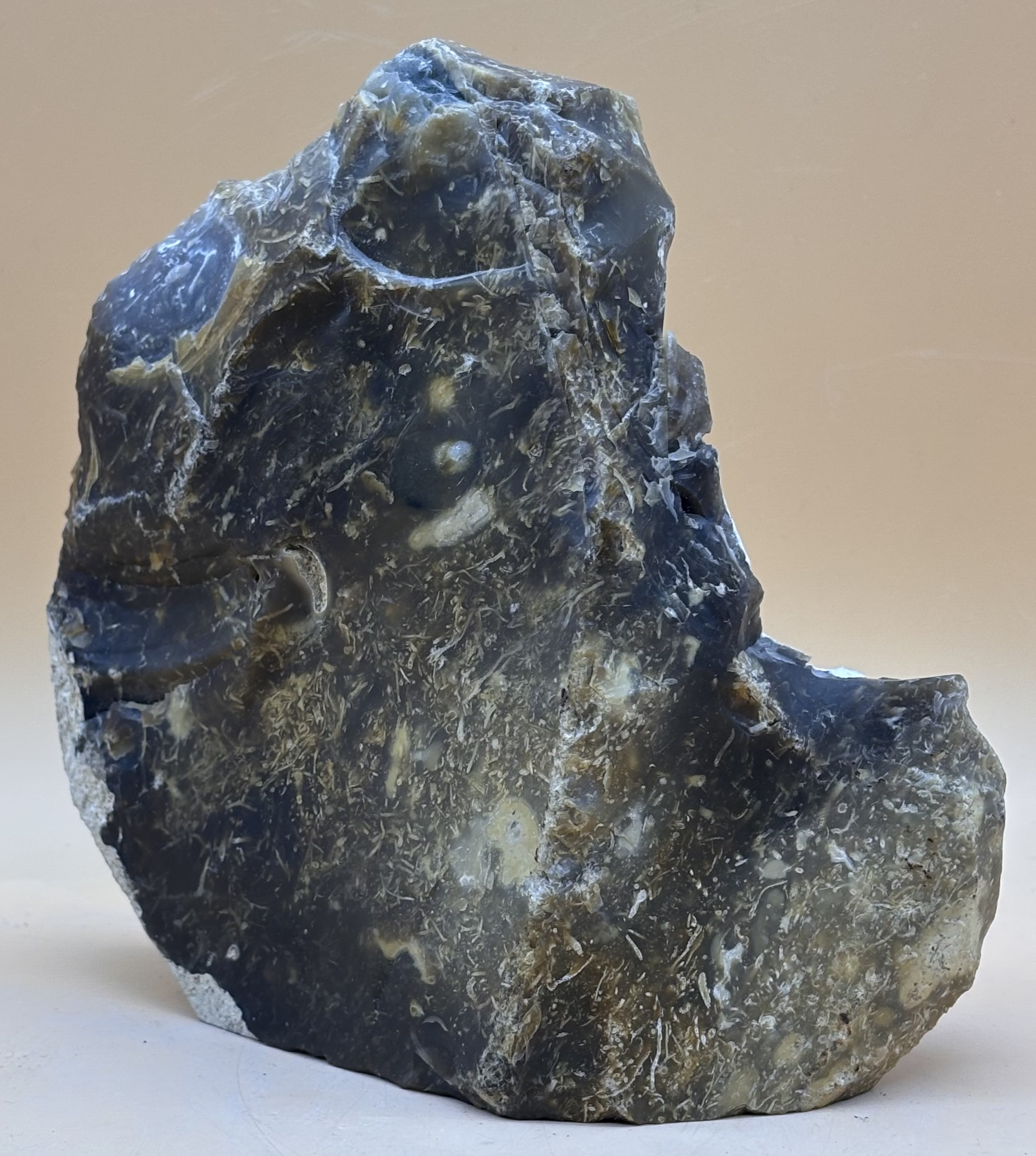 Fossile Kieselalgen – Bild 3