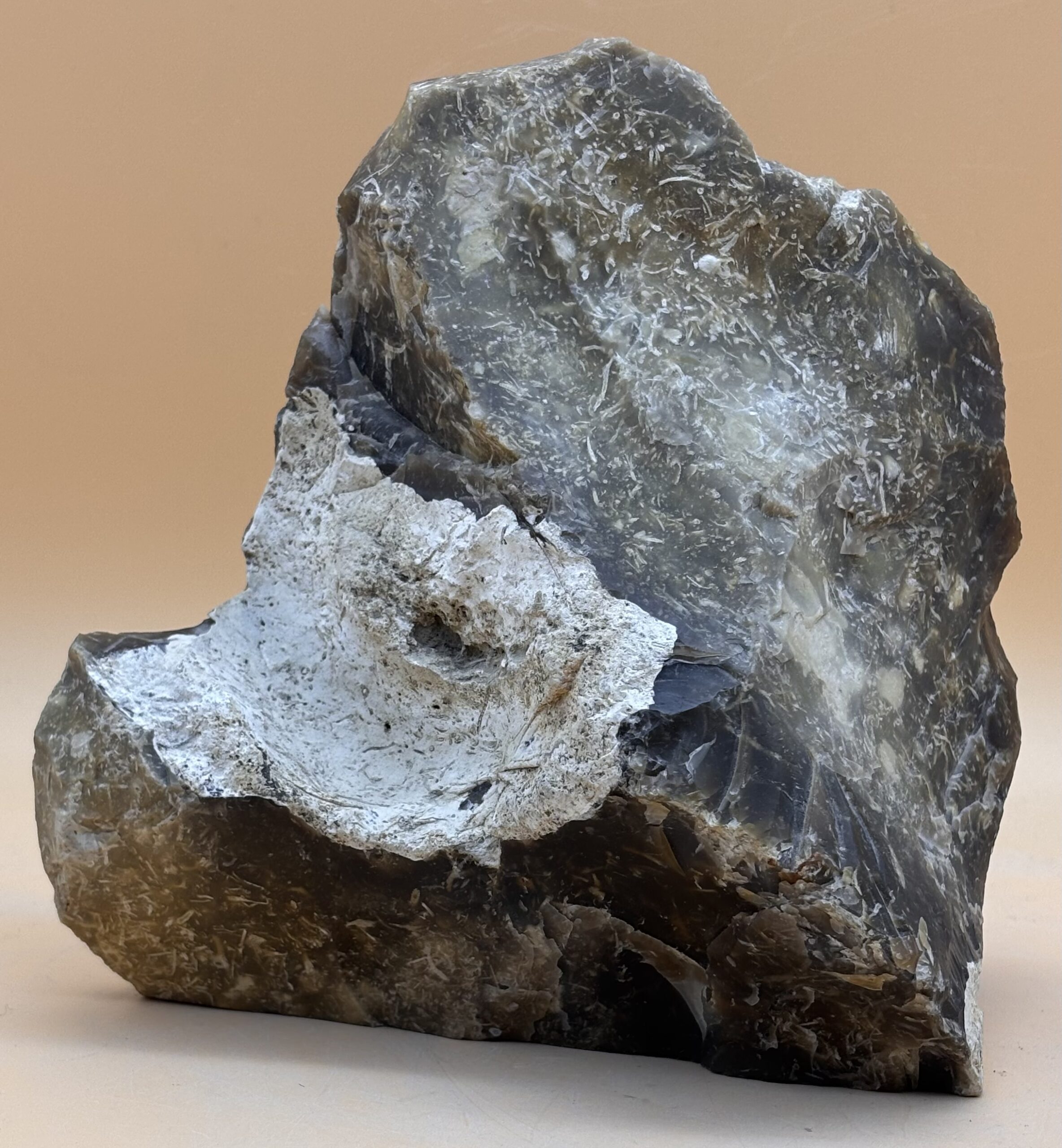 Fossile Kieselalgen – Bild 2