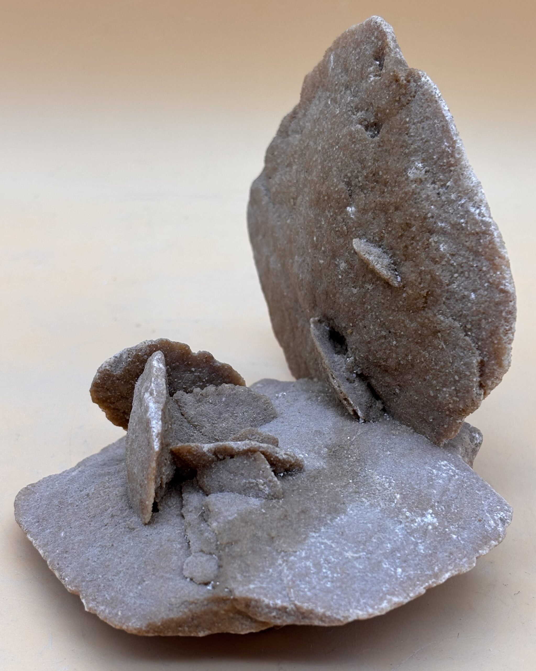 Sandrose – Bild 2