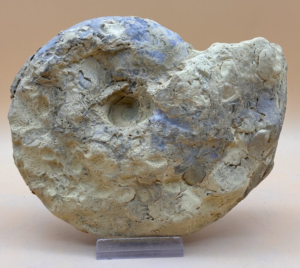 Jura Ammonit