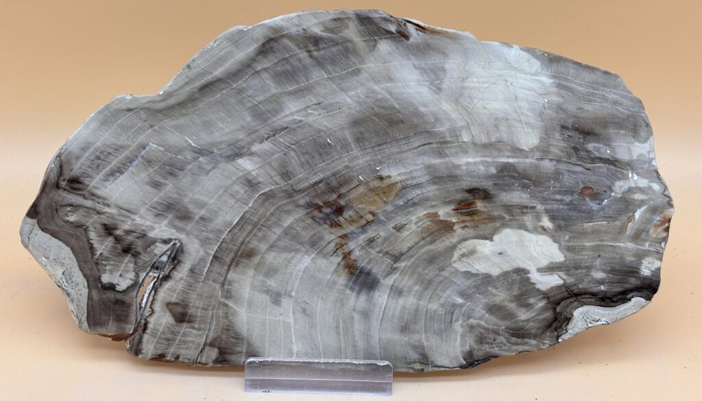 versteinertes Holz