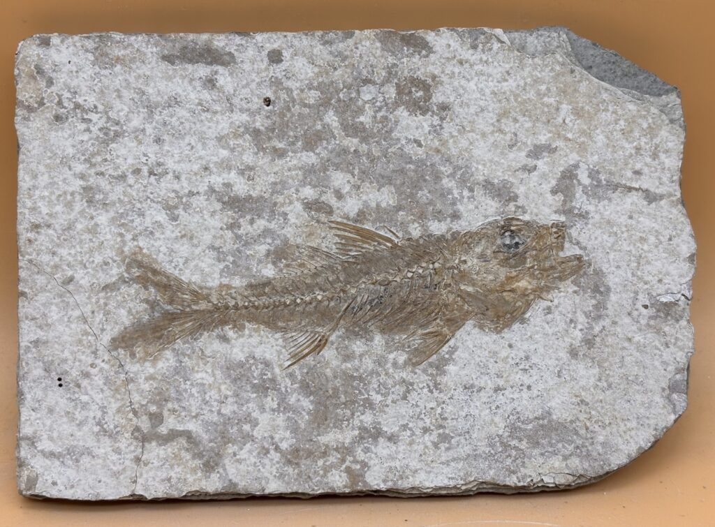 versteinerter Fisch aus der Provence