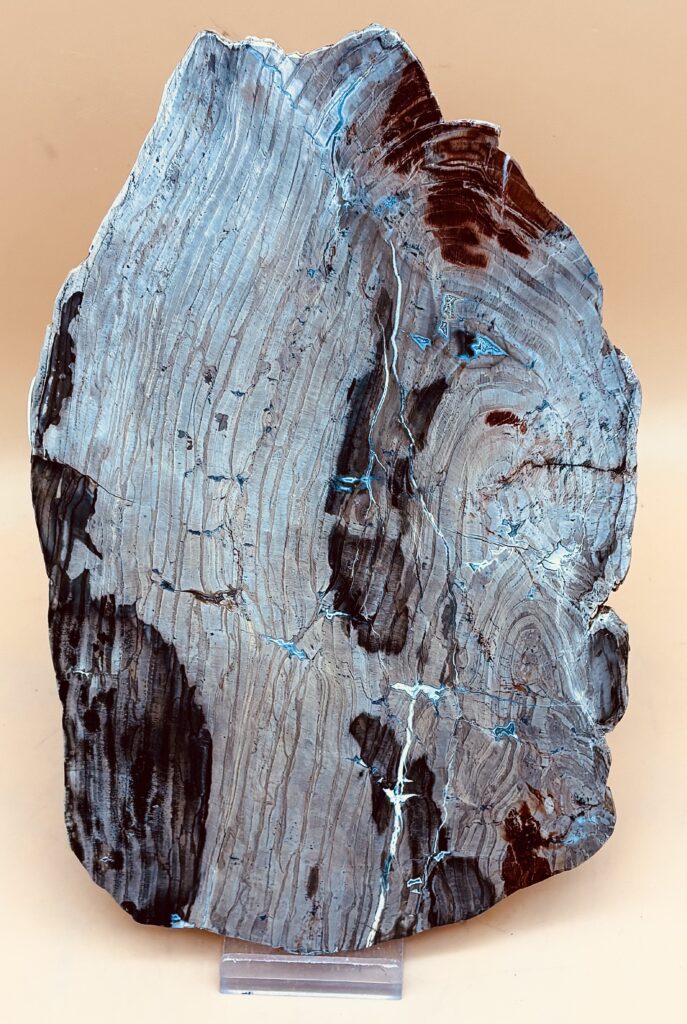 versteinertes Holz