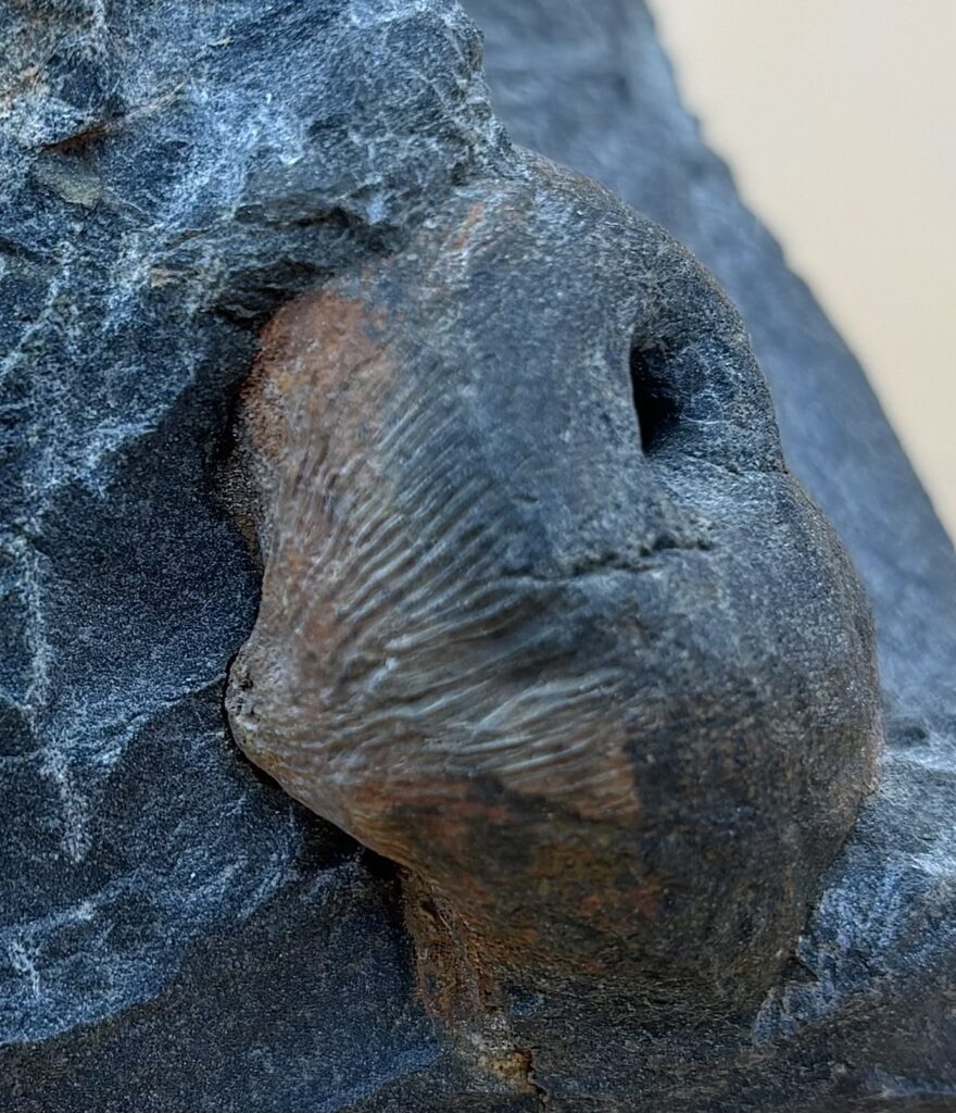 Fossilien